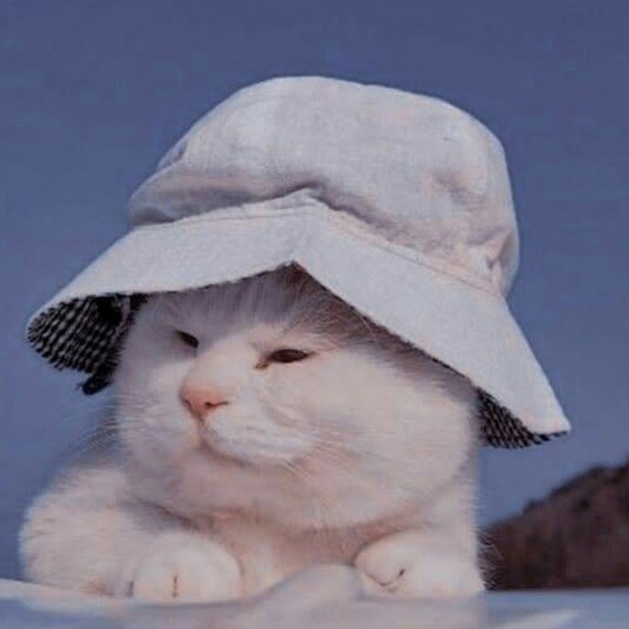 Котенок в панамке