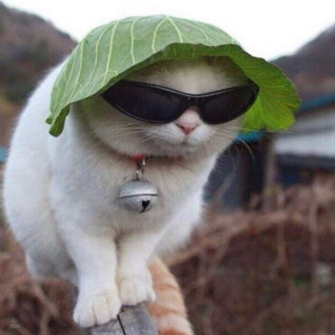 Кот в очках