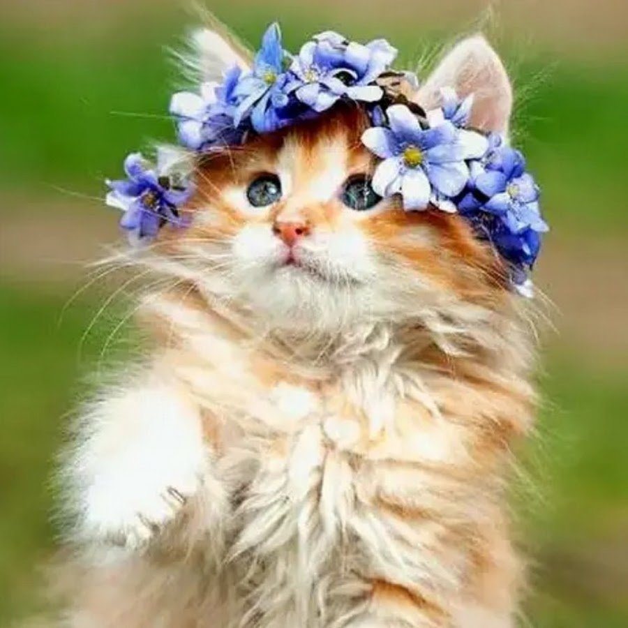 Кошка с венком на голове