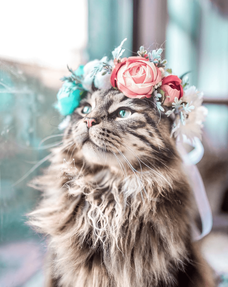 Кот с венком на голове