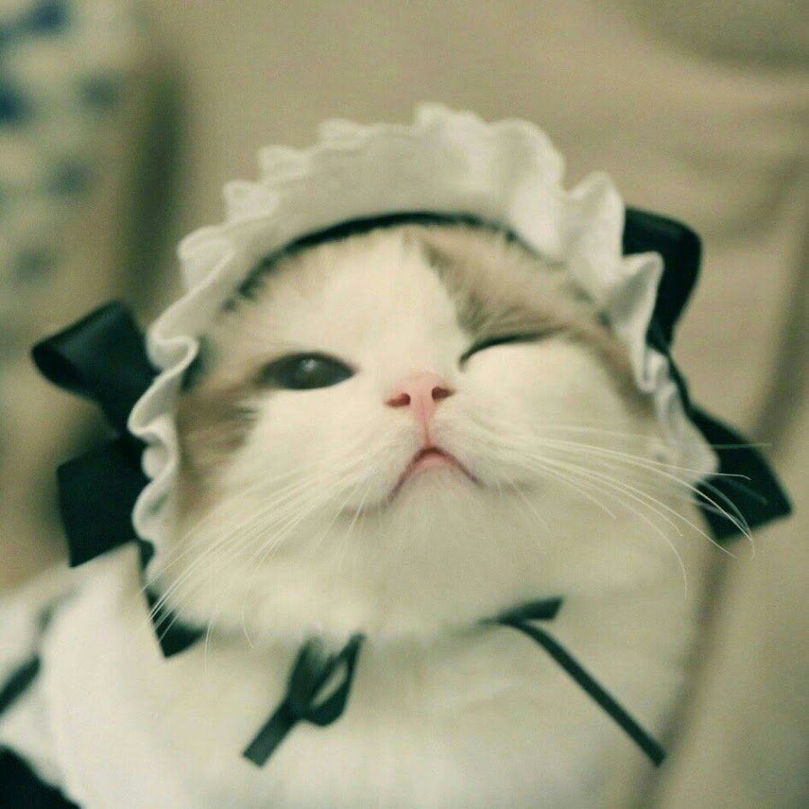 Милый котик на аву