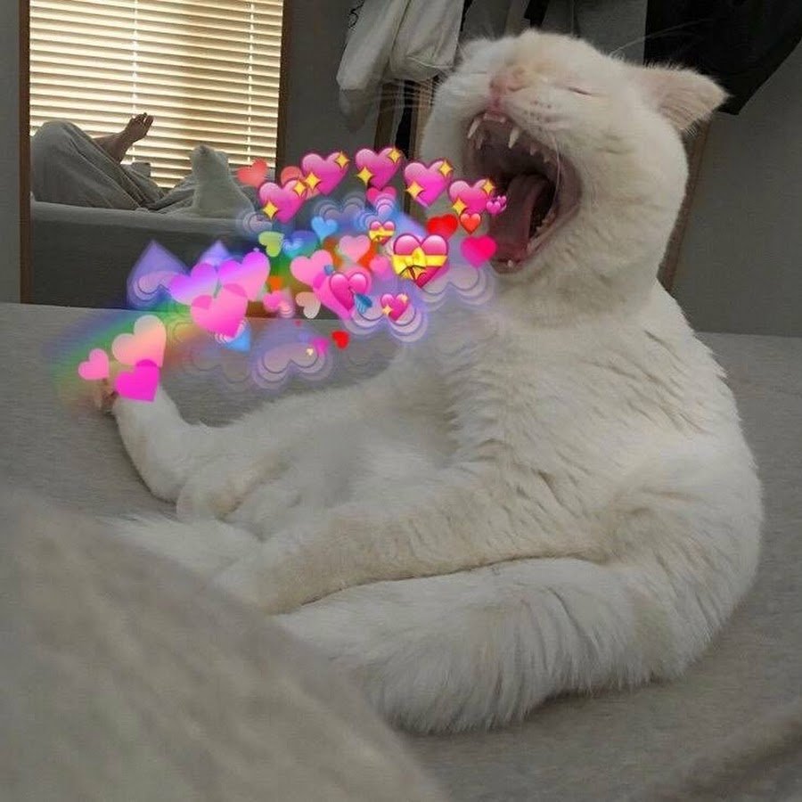 Коты с сердечками над головой