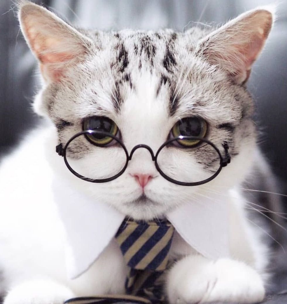 Кошечка в очках