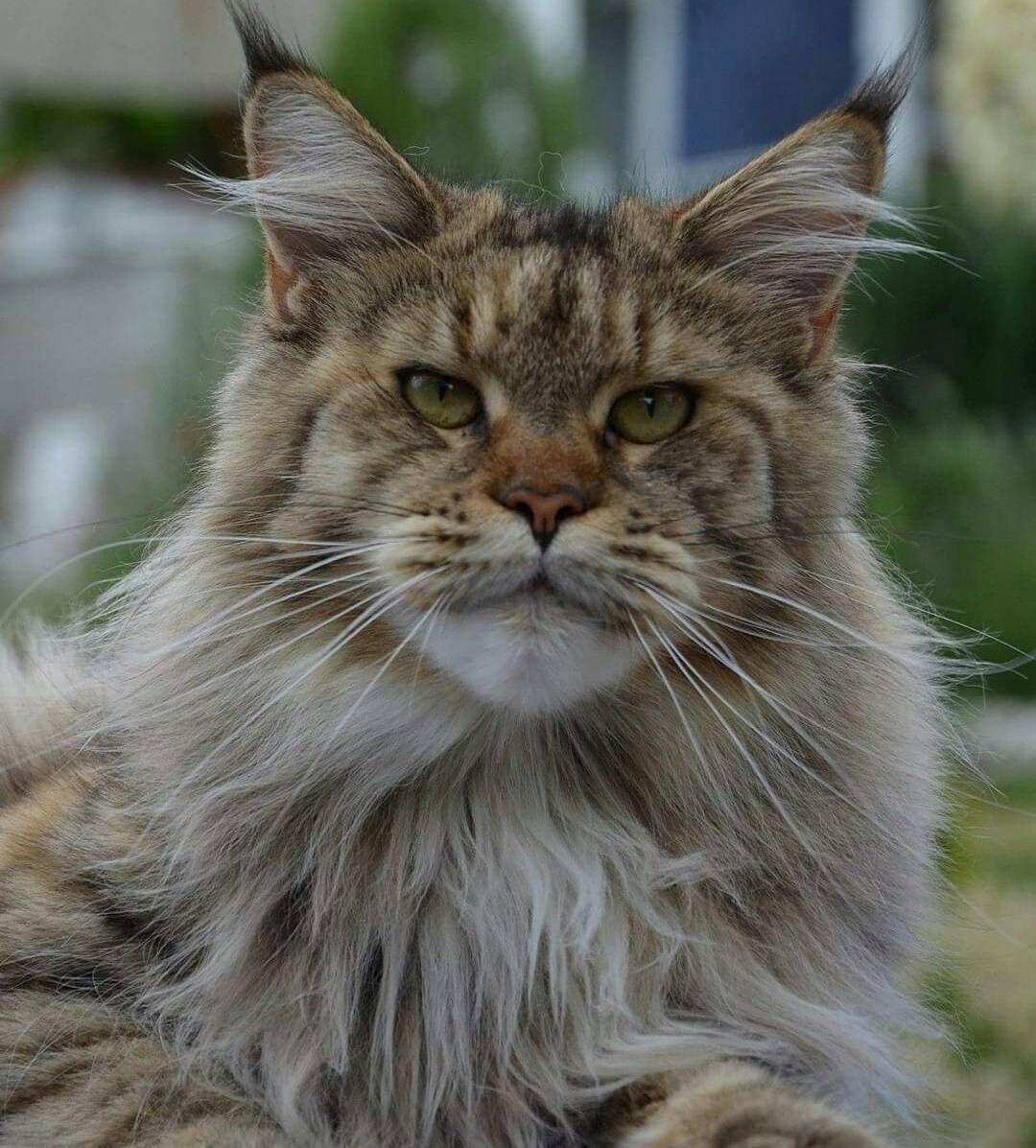 Мейн кун и Лесная кошка