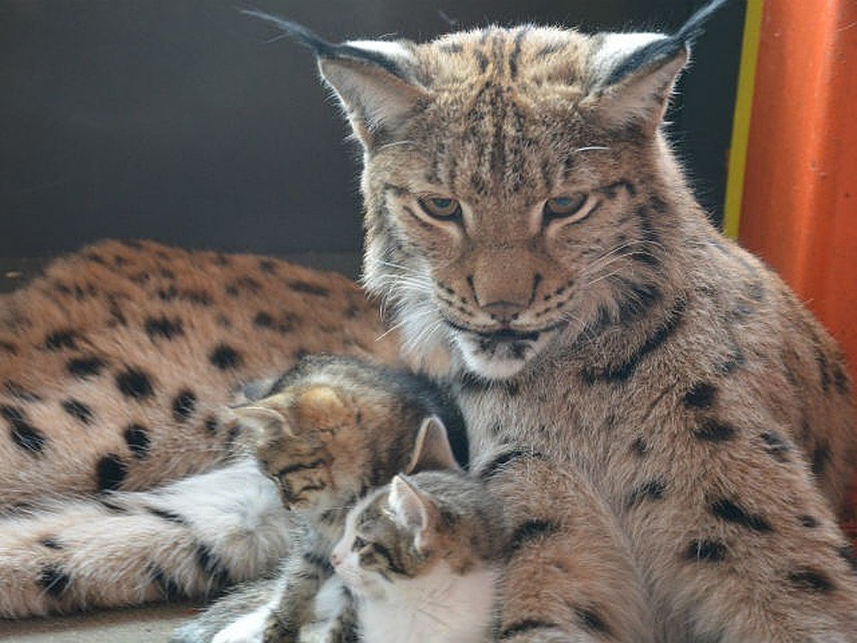 Саванна Оцелот сервал