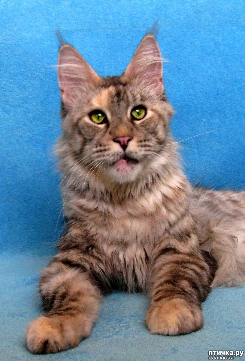 Питомник Мейн кунов Silvi-Cola*pl