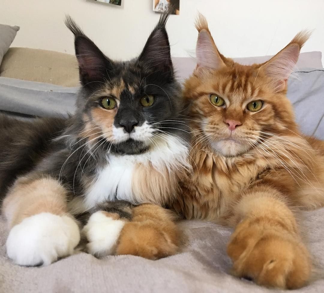 Кот и кошка Мейн кун