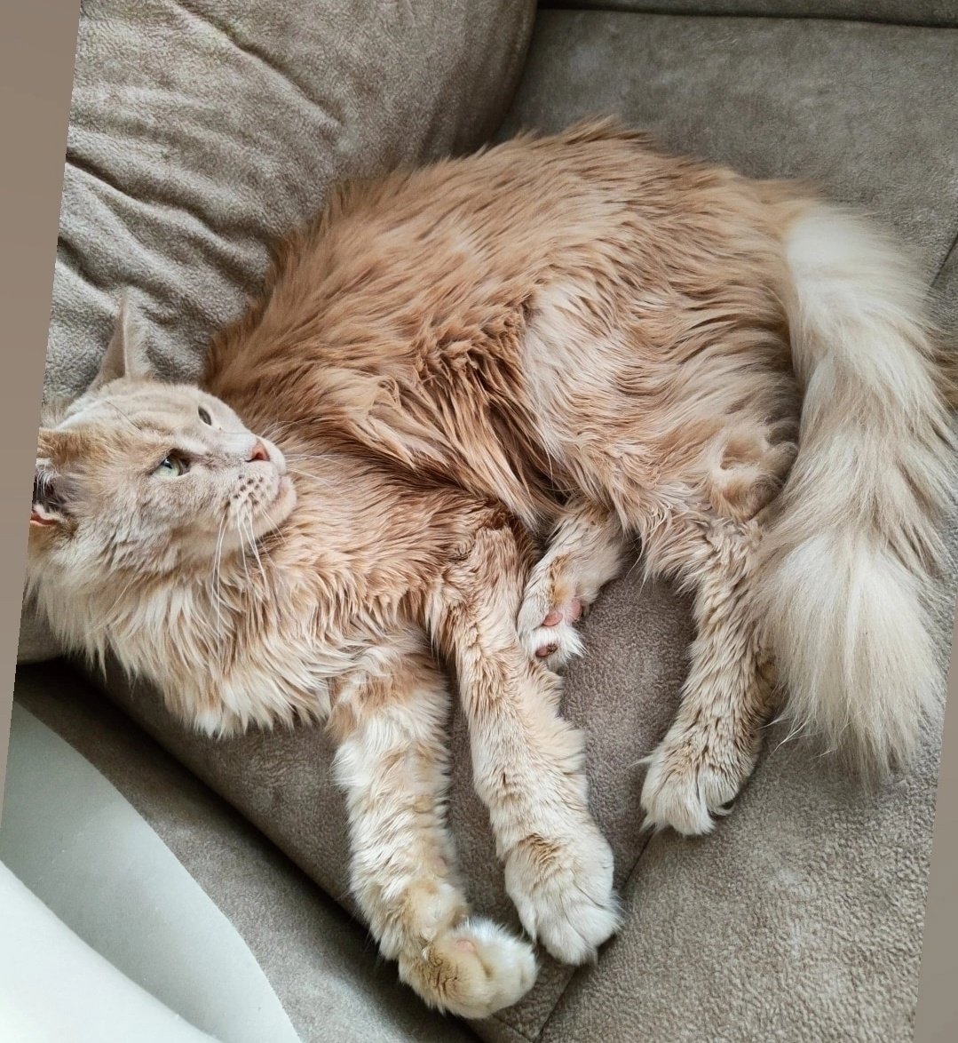 Оцелот, Саванна сервал Оцелот