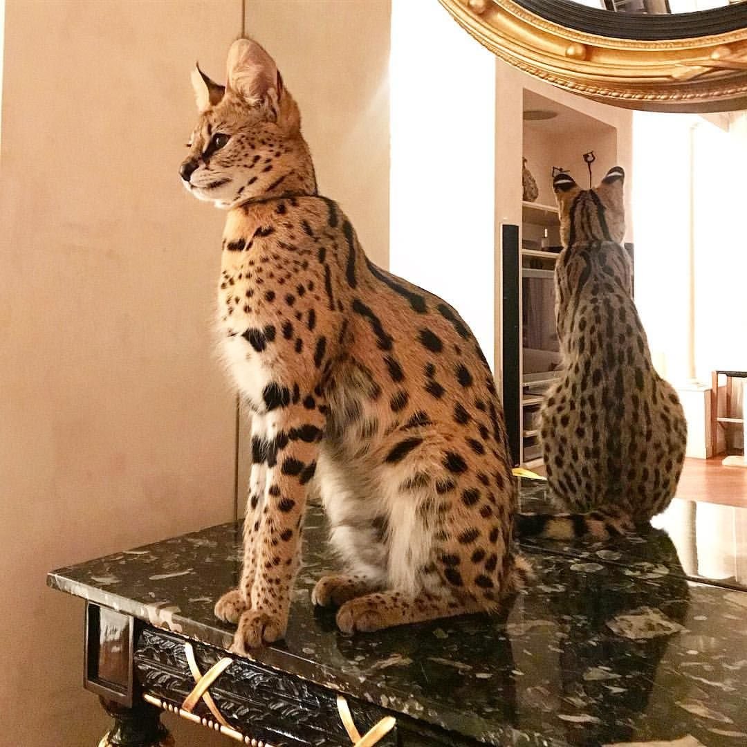 Мейн кун снежный Барс