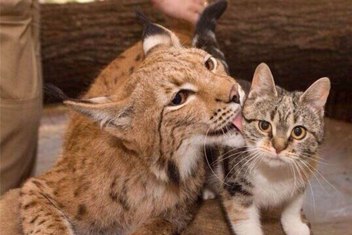 Ленинградский зоопарк Рысь