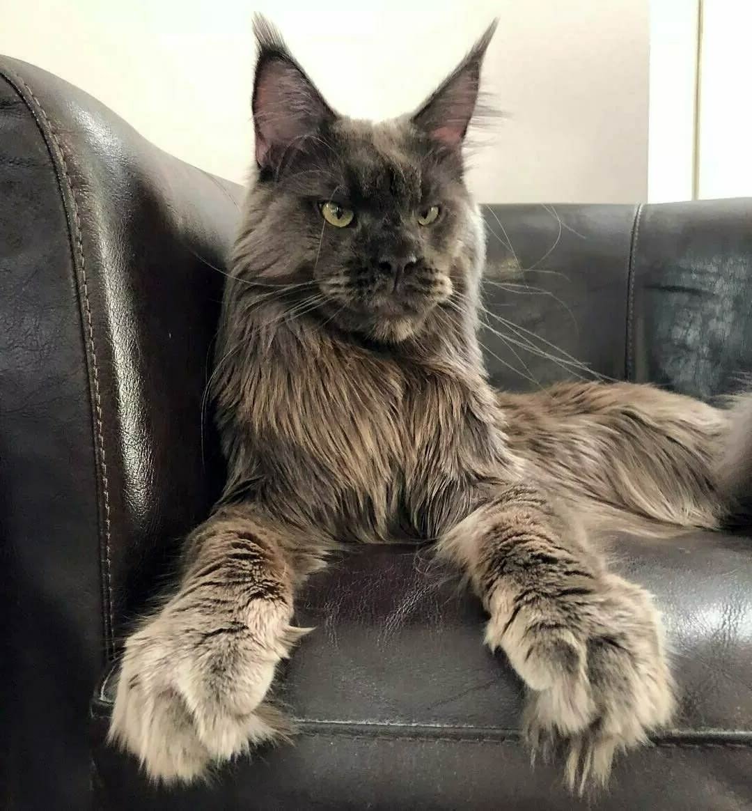 Кот Мейн кун