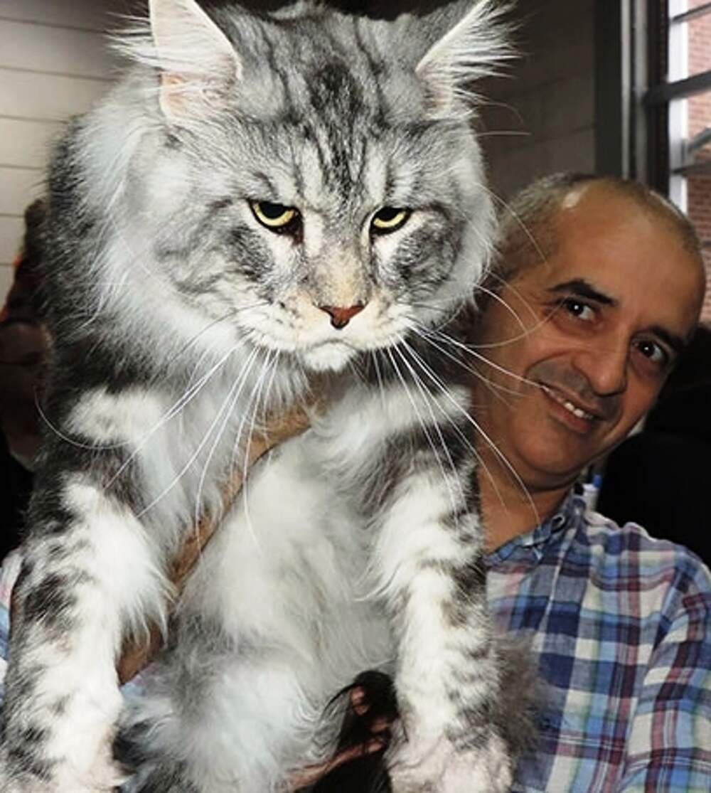 Мейн кун на дереве