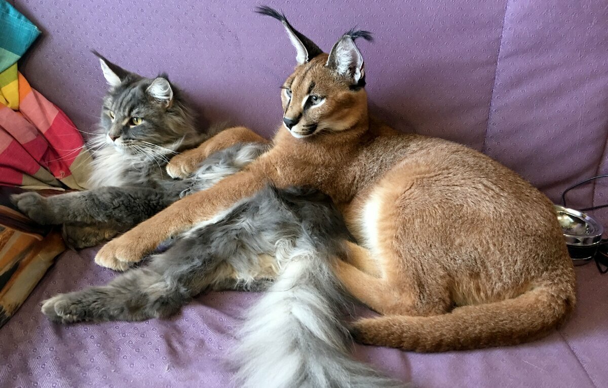 Каракал домашний Шлепа