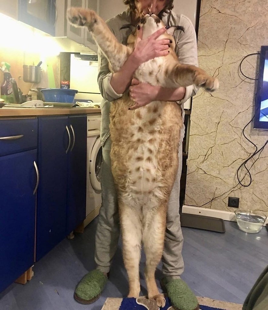 Ленинградский зоопарк Рысь