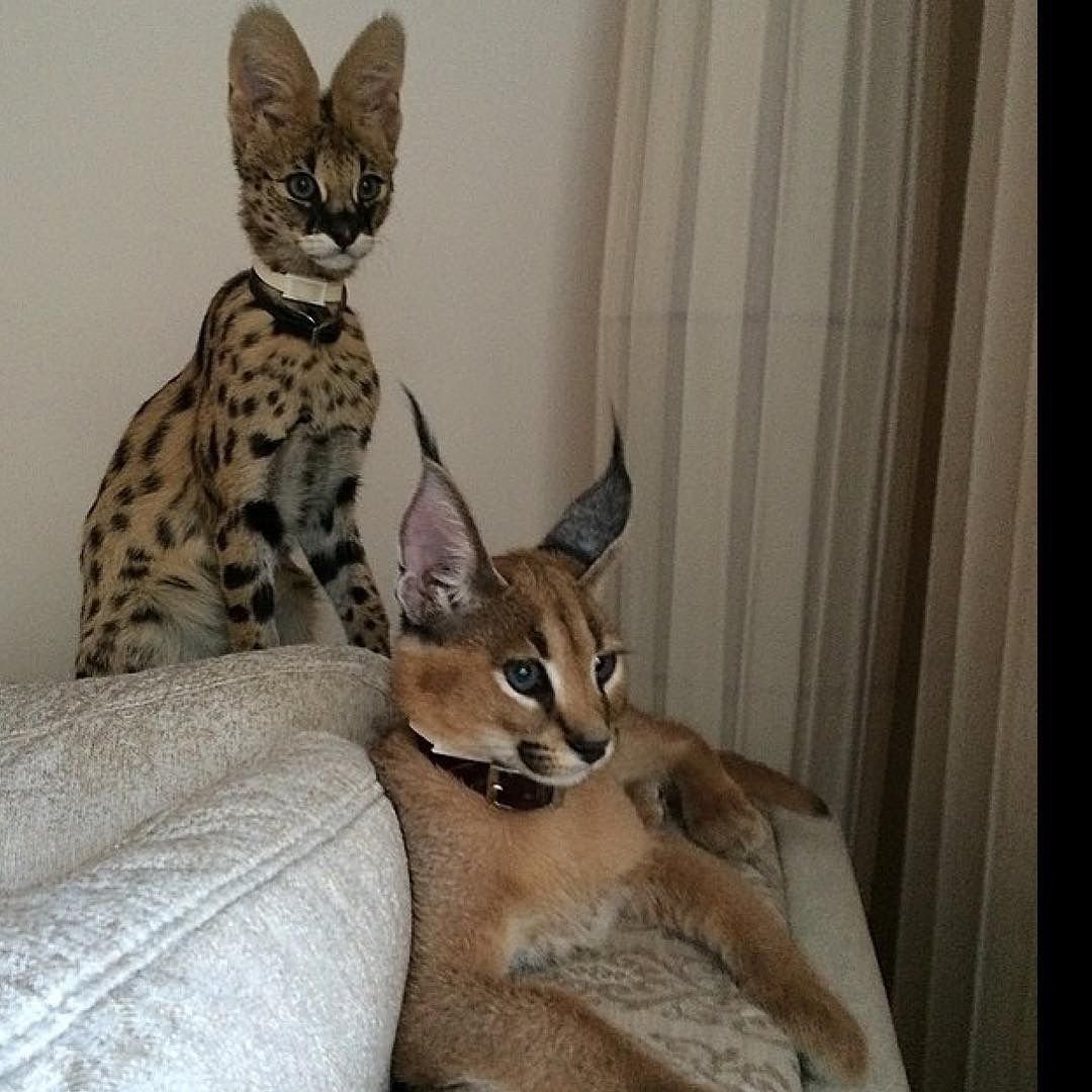 Кошка Саванна и сервал