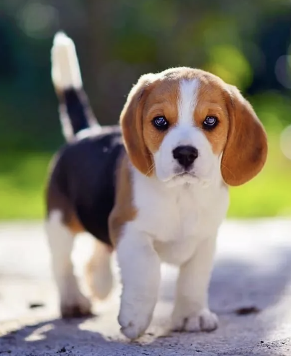 Карликовый чихуахуа