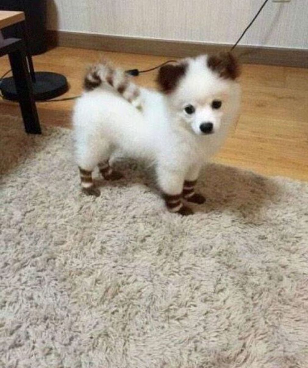 Карликовый Мопс