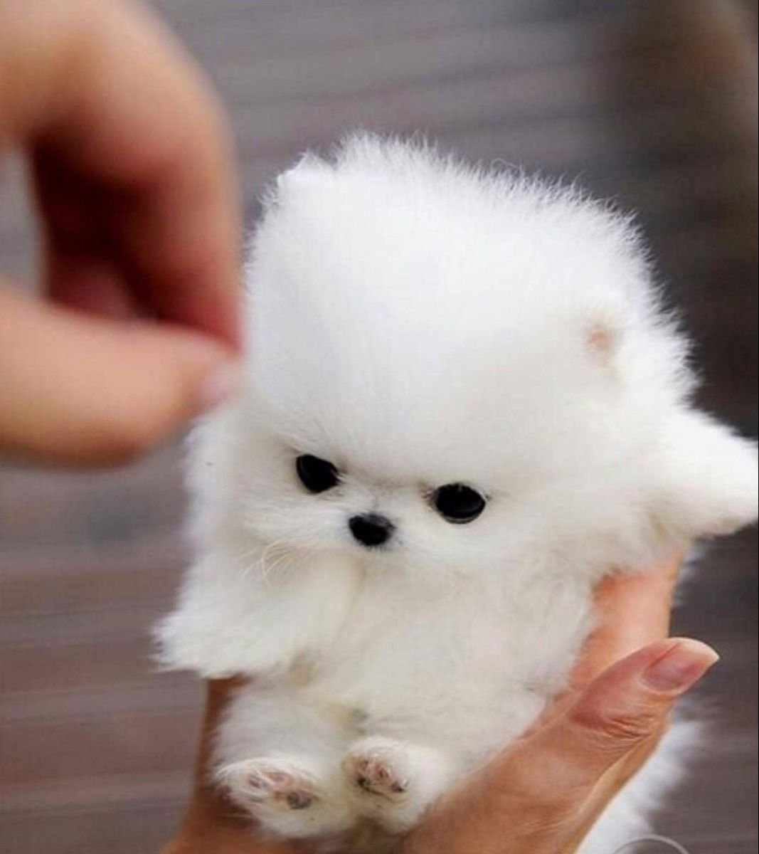 Карликовый Королевский пудель