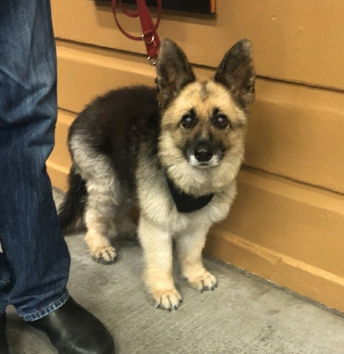 Померанский шпиц мультипу