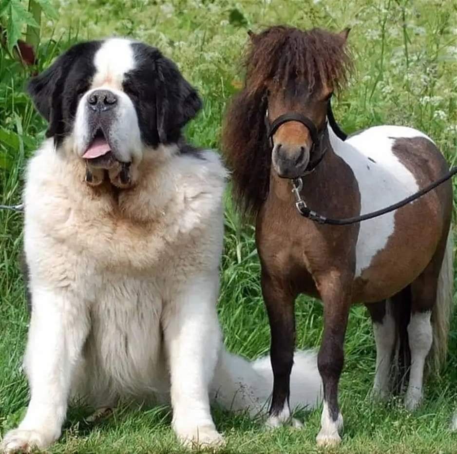 Кроличья такса взрослая