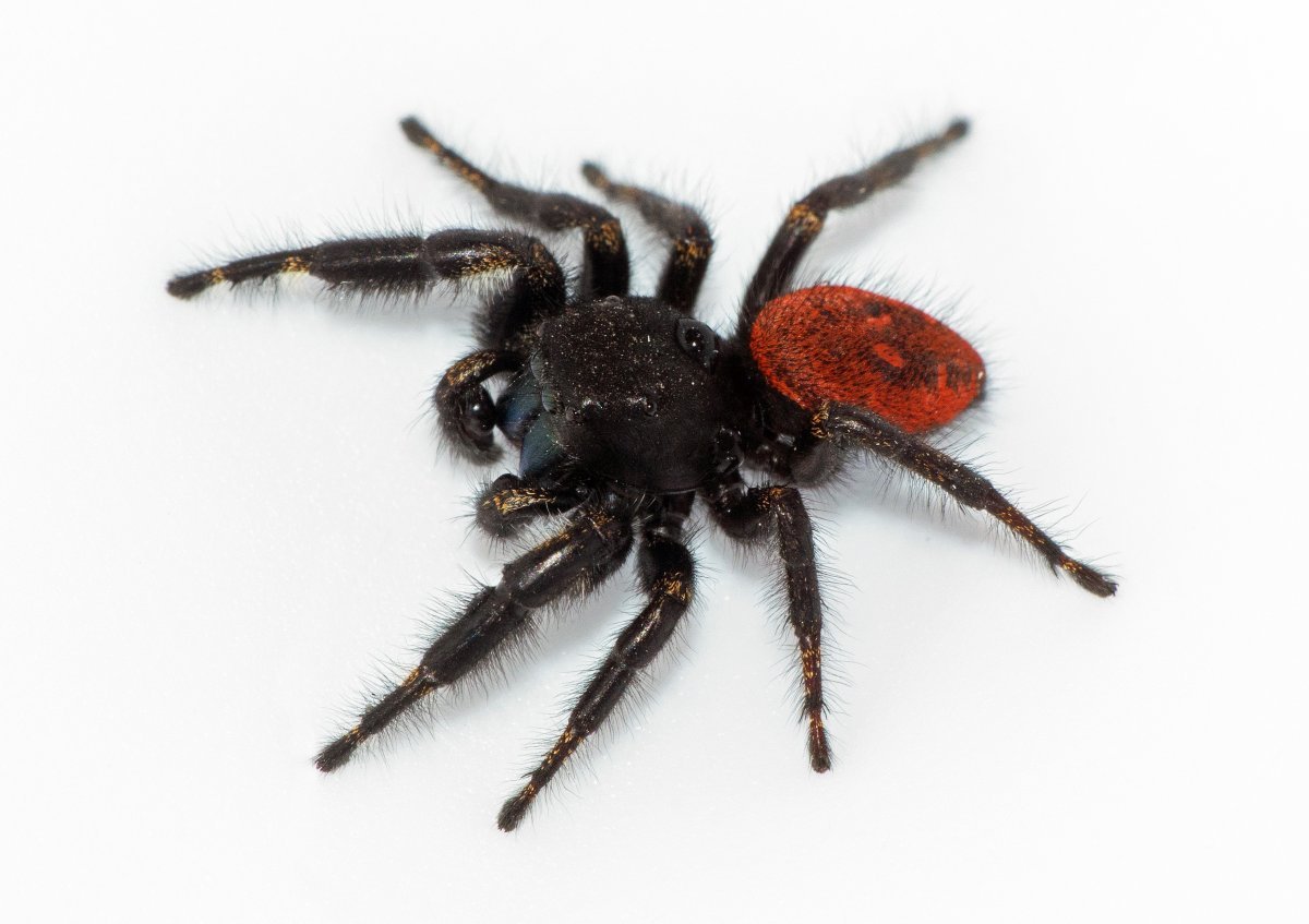 Черный паук с красными лапами