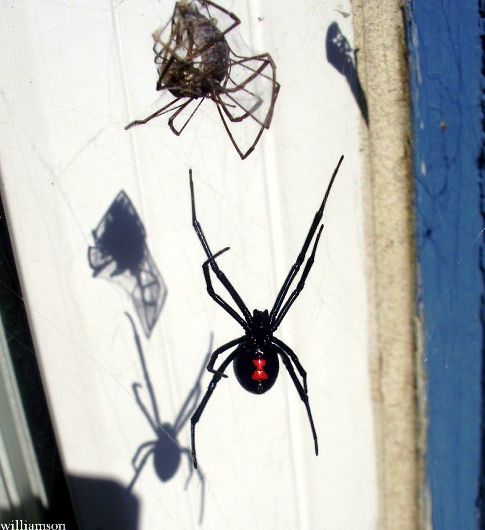 Гигантская черная вдова
