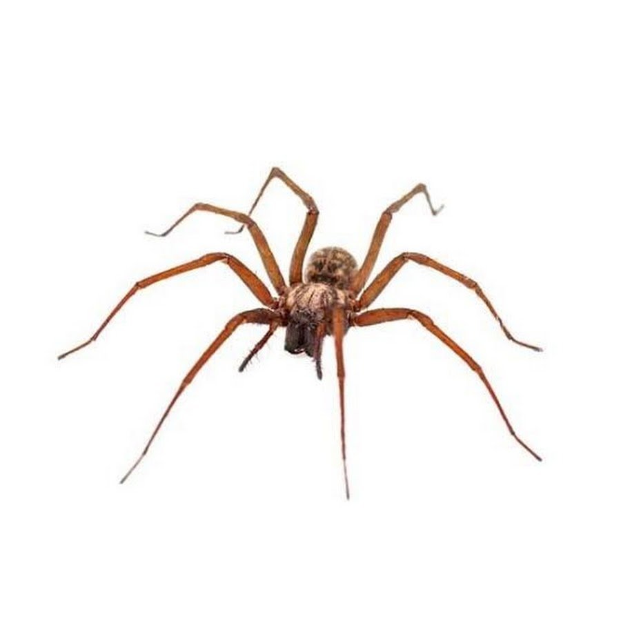 Чёрный домашний паук без волос