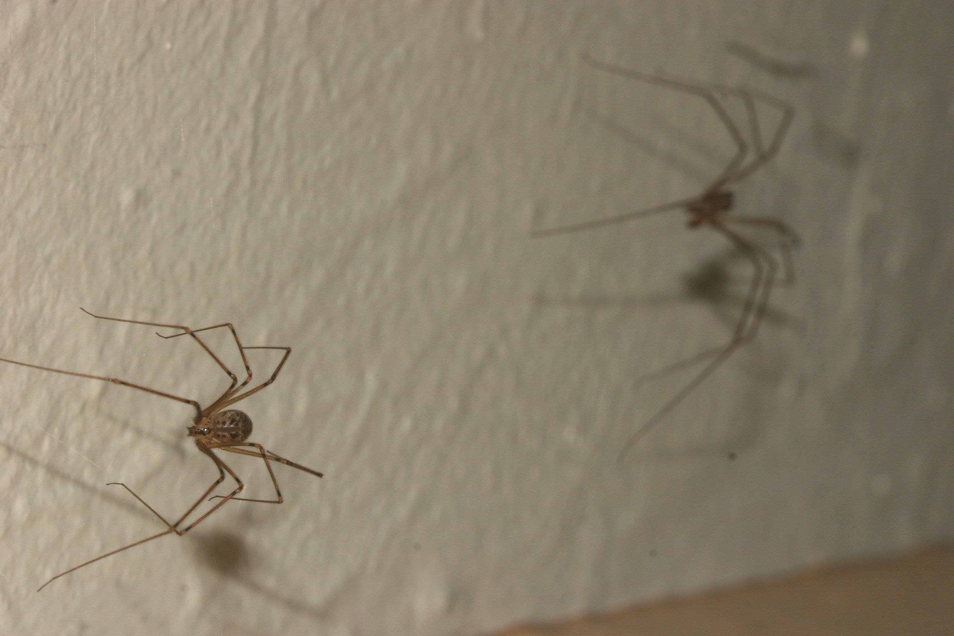 Маленькие домашние пауки. Паук квартирный маленький. Пауки в квартире. Большие пауки в квартире. Маленькие паучки в доме.