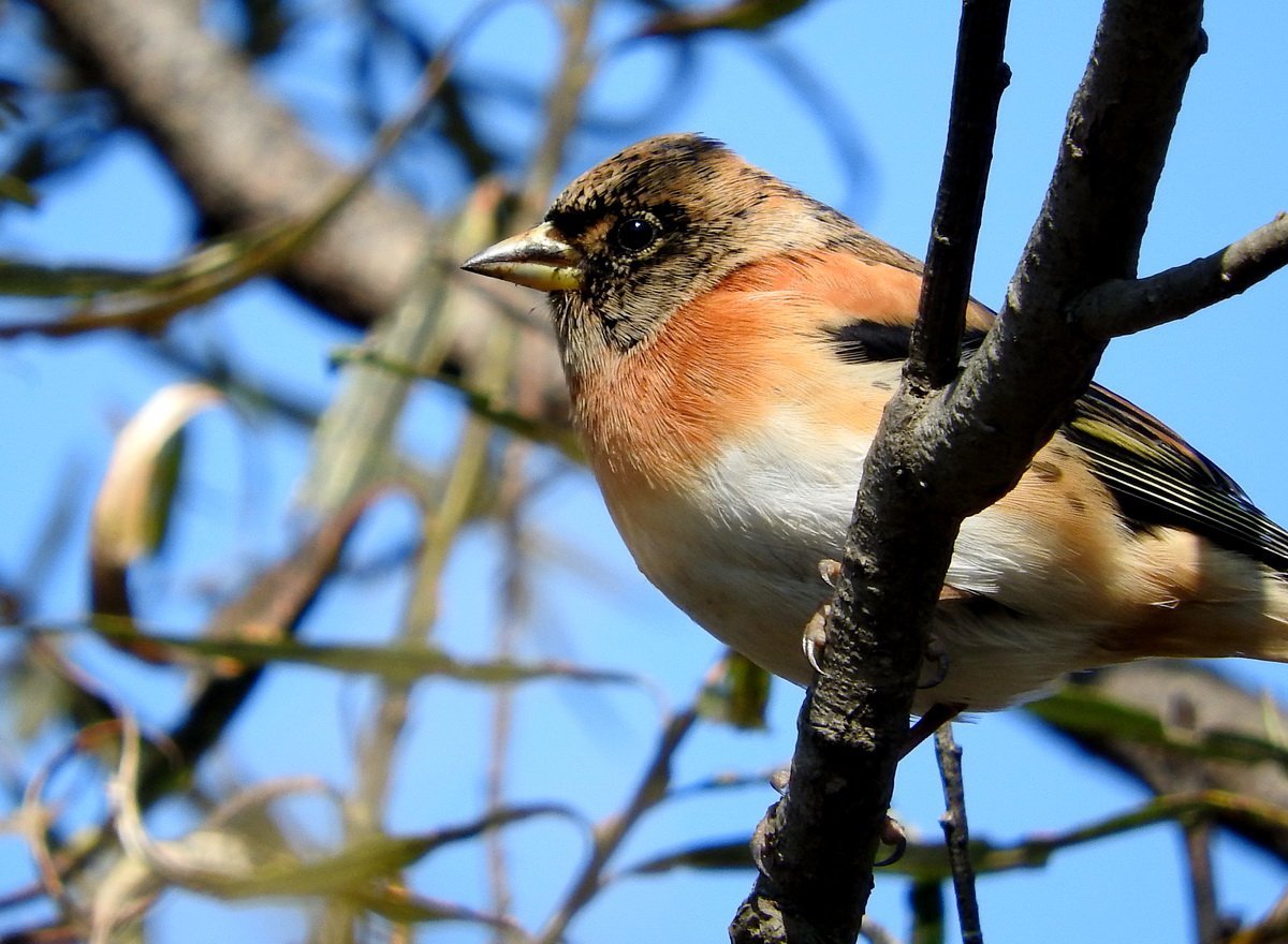 Юрок.(семейство воробьиных)