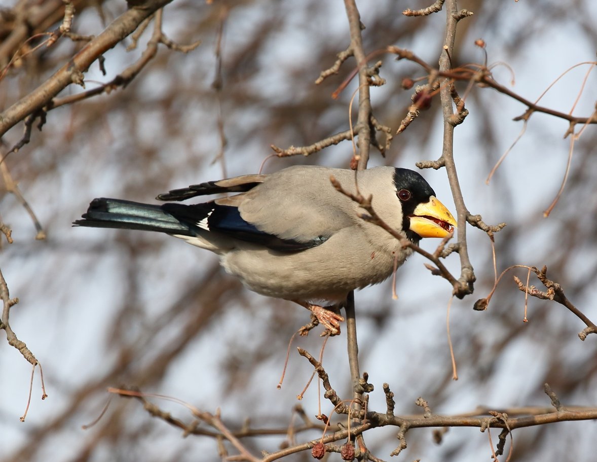 Малый черноголовый Дубонос
