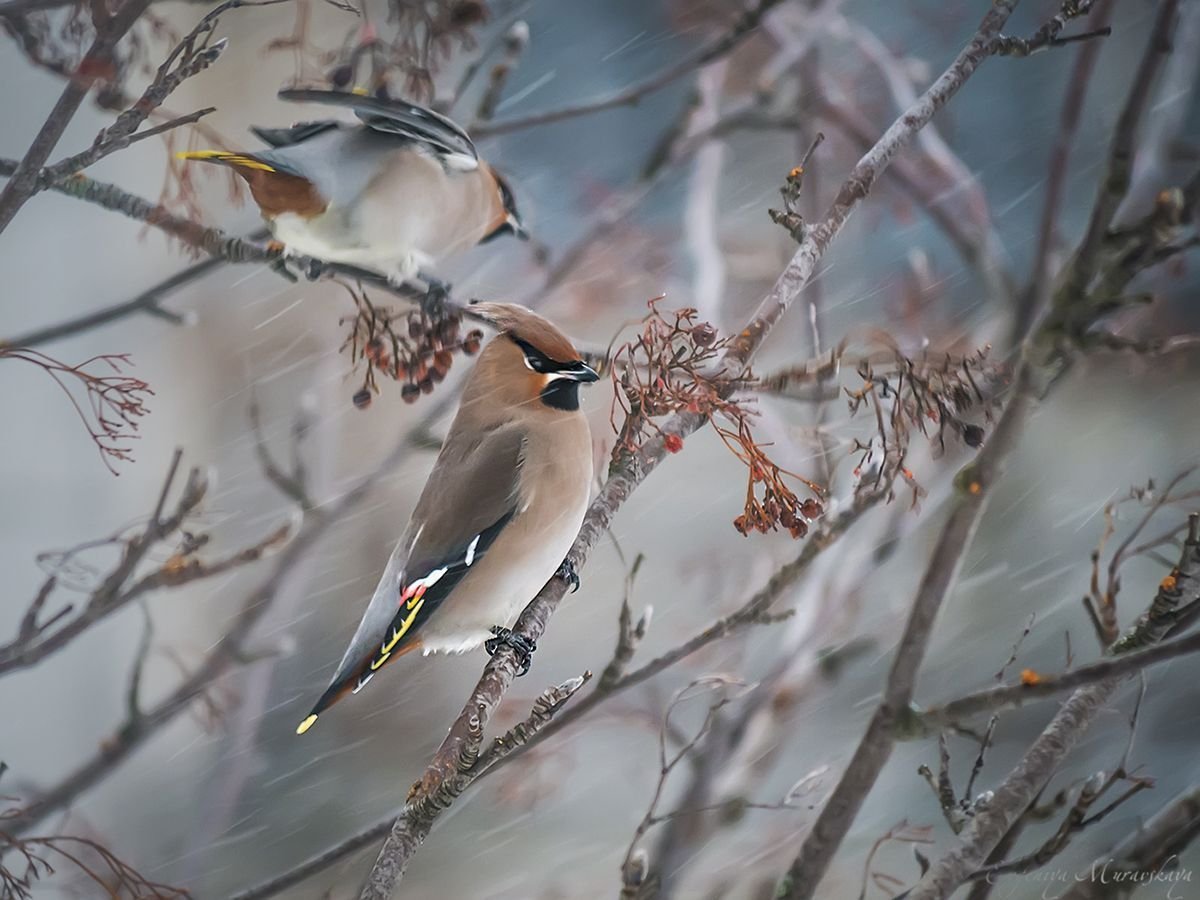Лесные птицы Карелии зимующие
