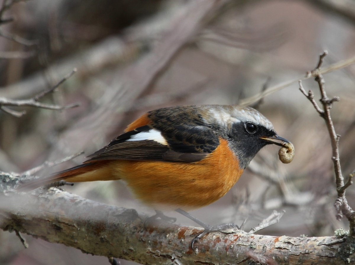 Горихвостка в Приморье