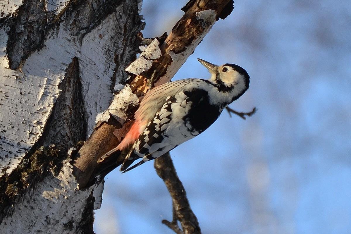Белоспинный дятел ареал