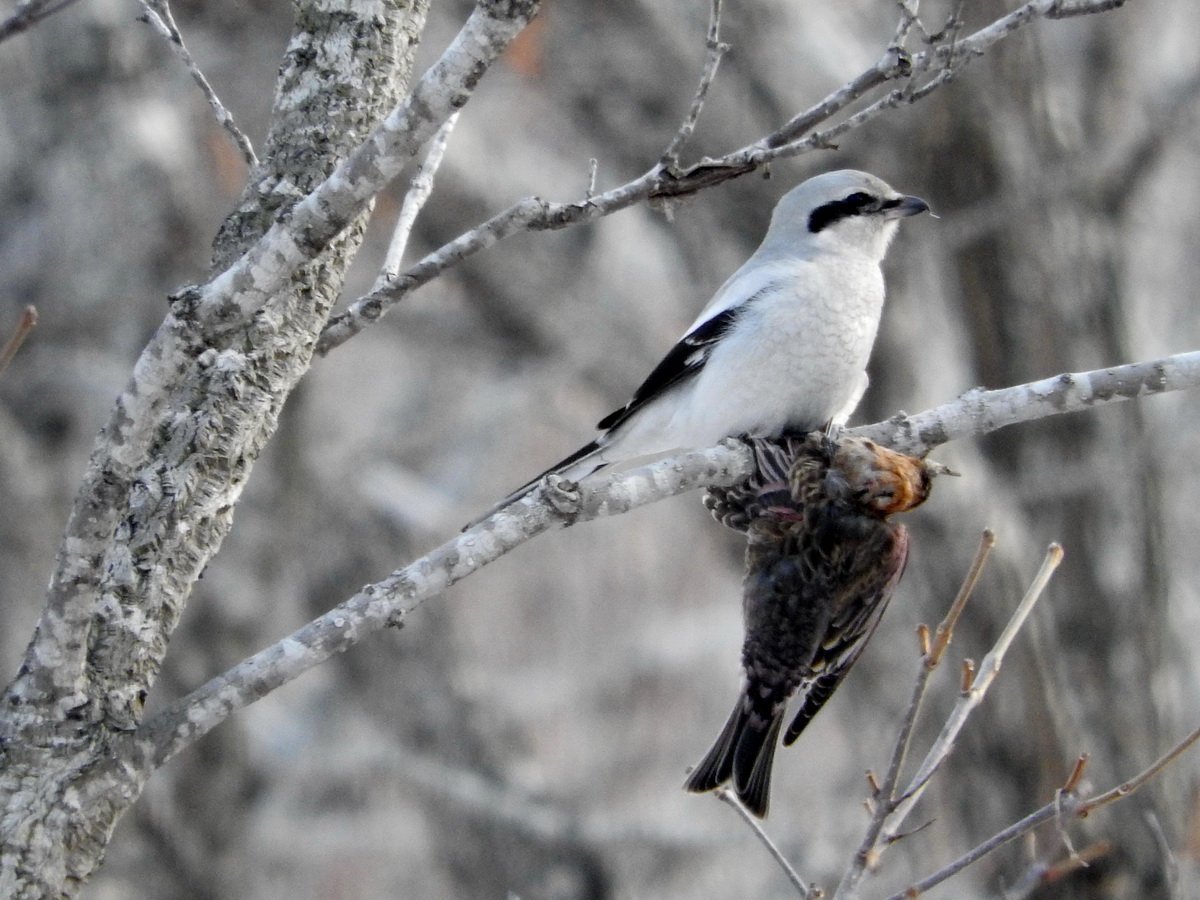 Серый сорокопут птица