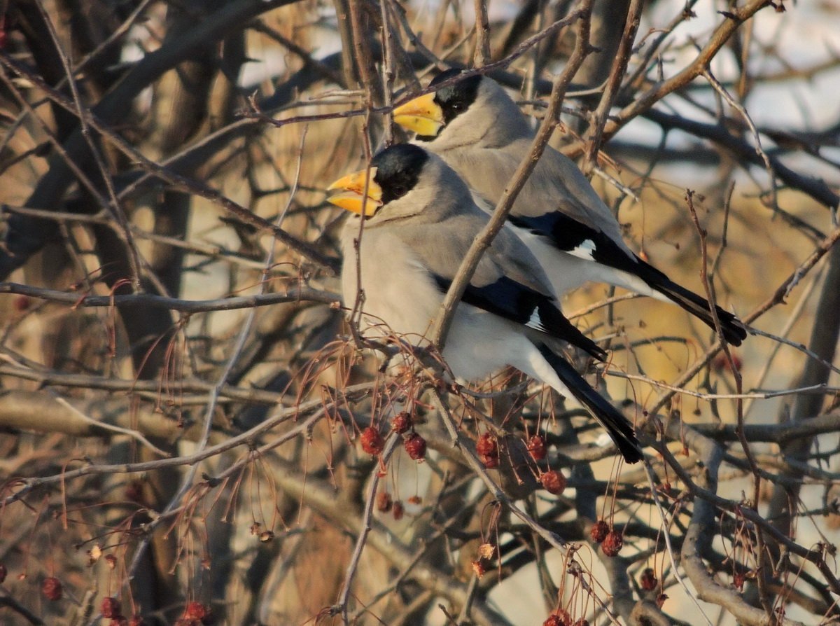 Большой черноголовый Дубонос Eophona personata