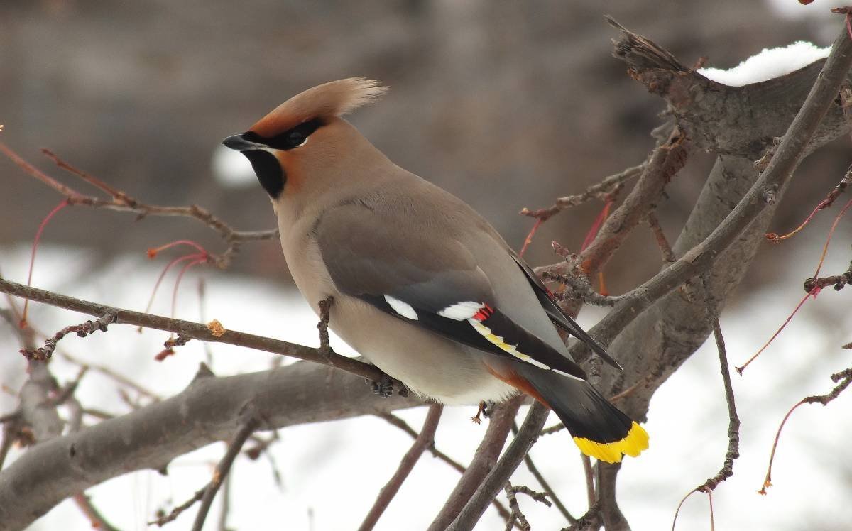 Свиристель Уральская