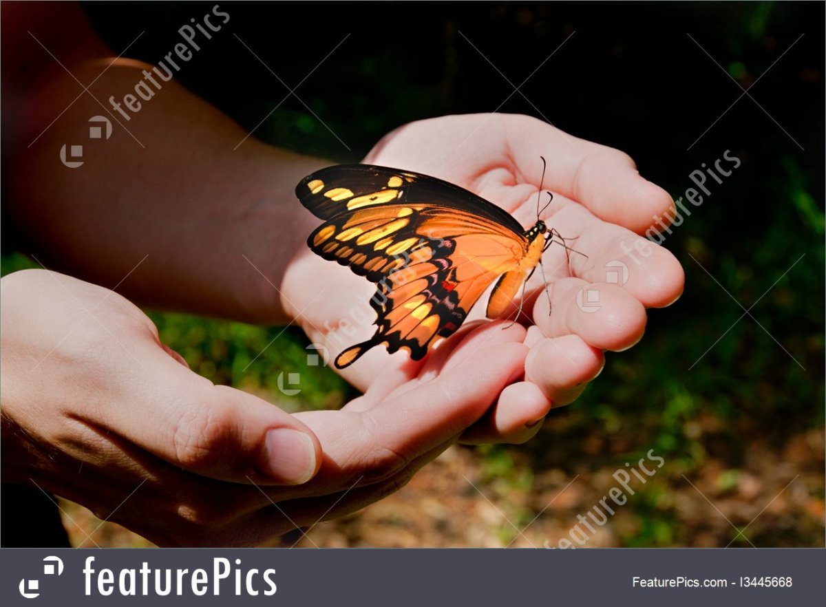 Мотылек на руке