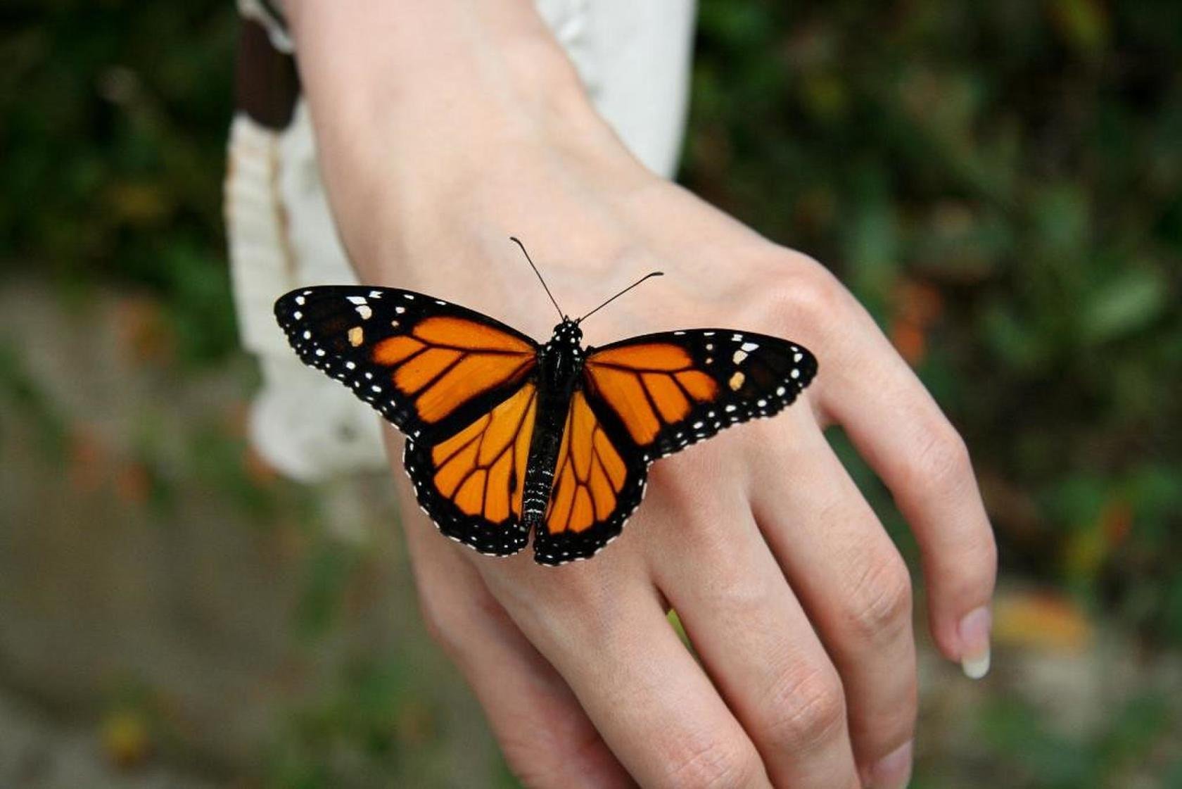 Видео где бабочка. Бабочки. Тропические бабочки. На руку бабочка. Бабочка на ладони.