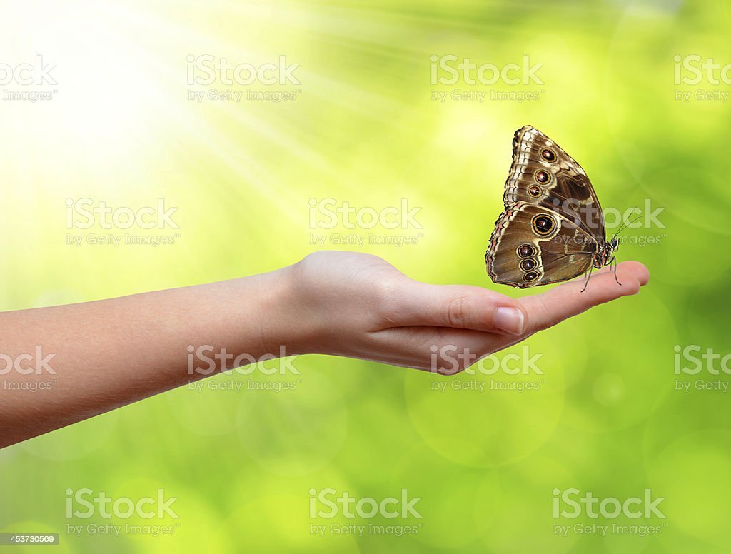 Бабочка на ладони