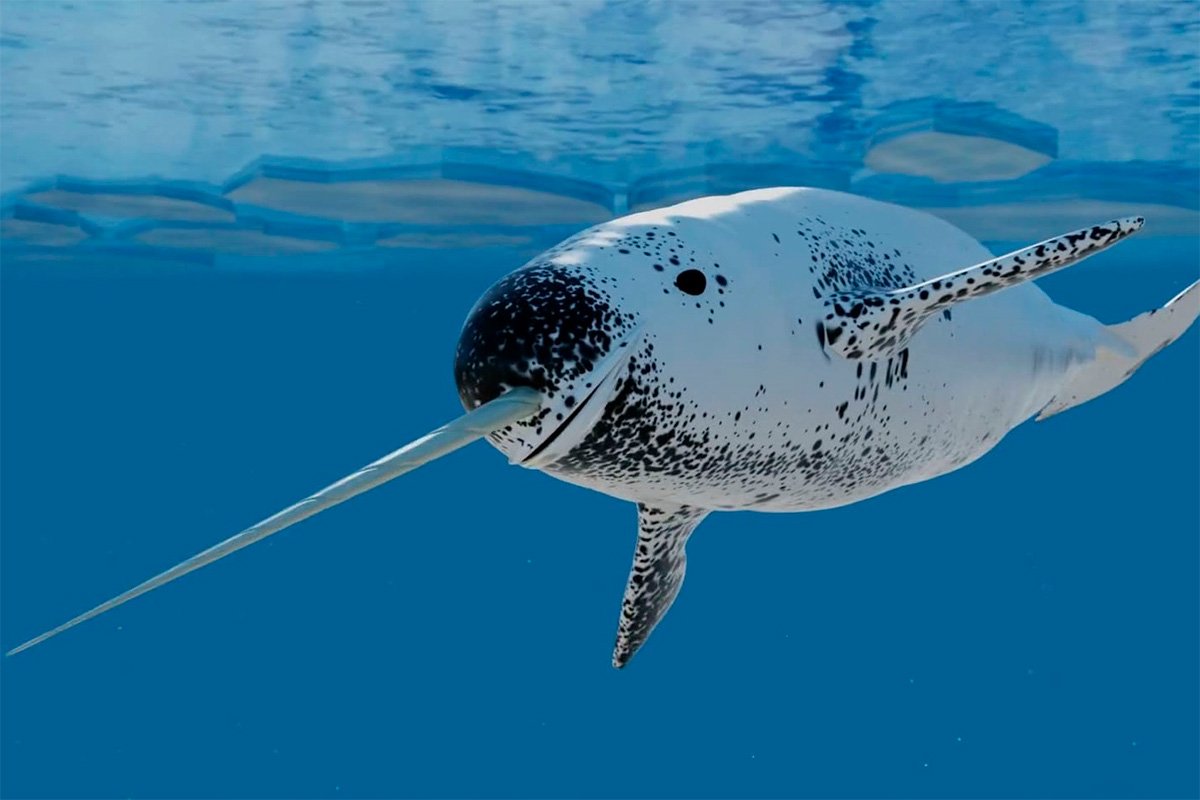 Нарвал морской Единорог