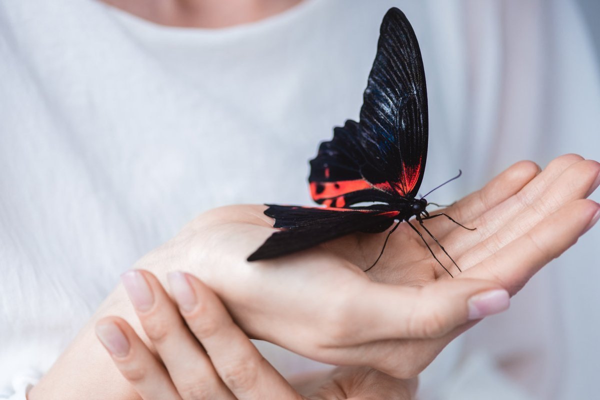 Большая бабочка на руке