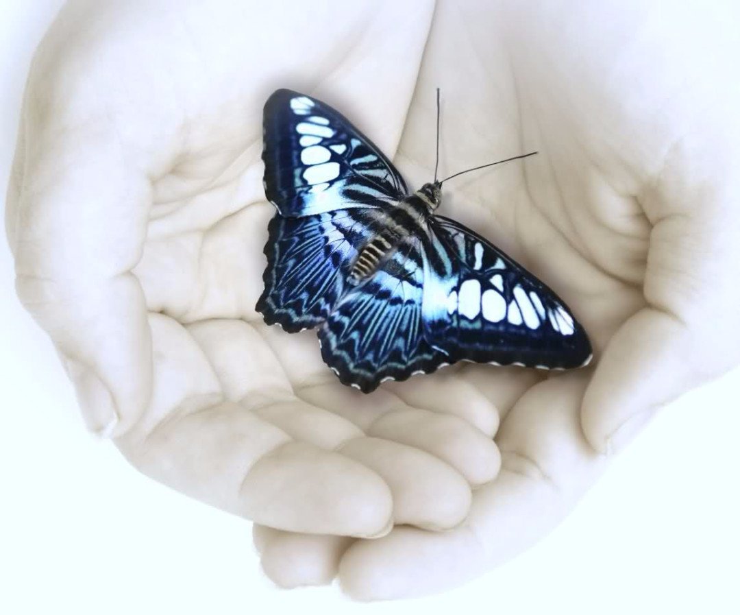 Бабочка на руке фото