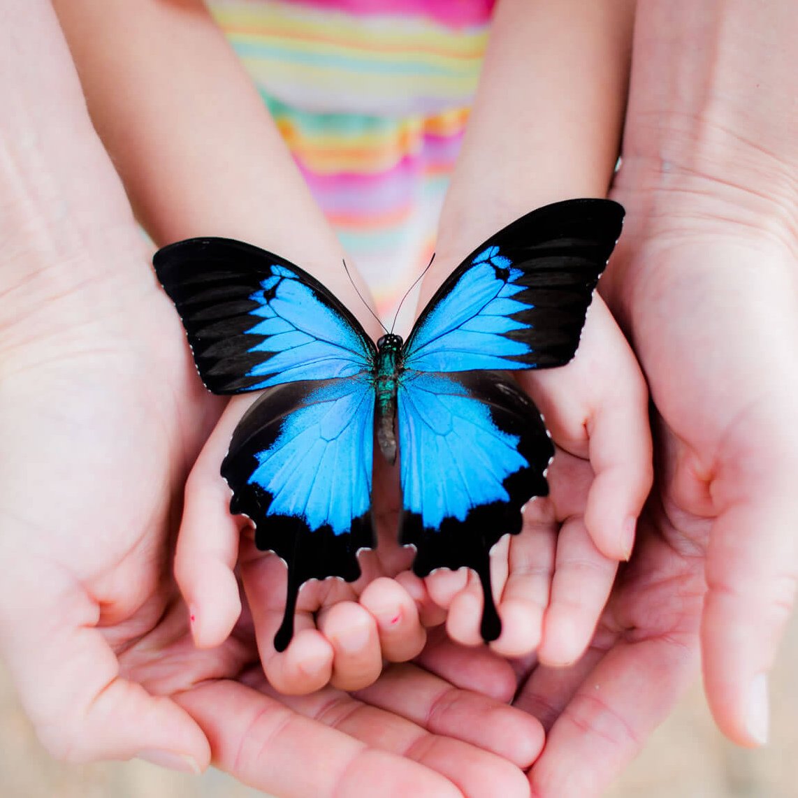 Бабочка на ладони