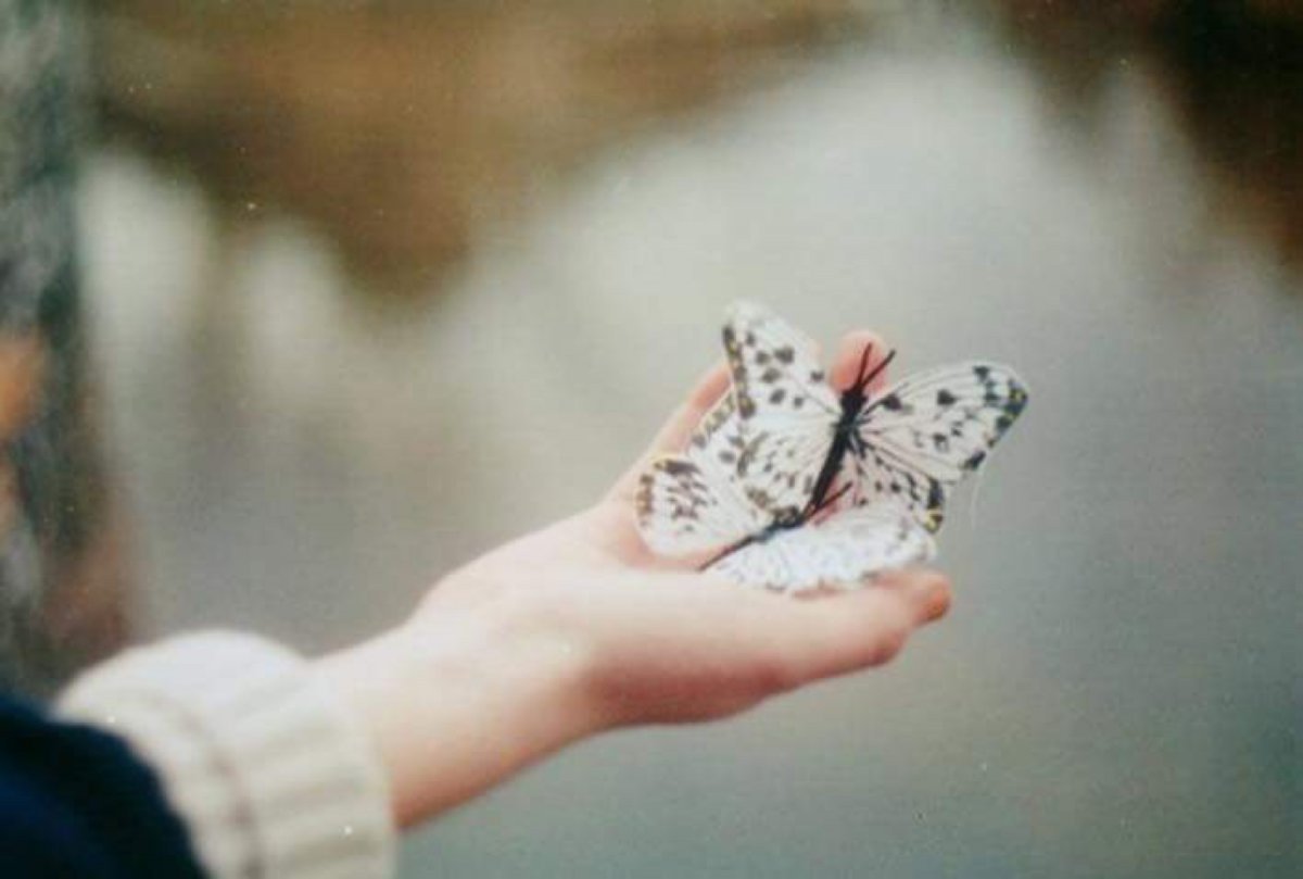 Сохранёнки бабочки