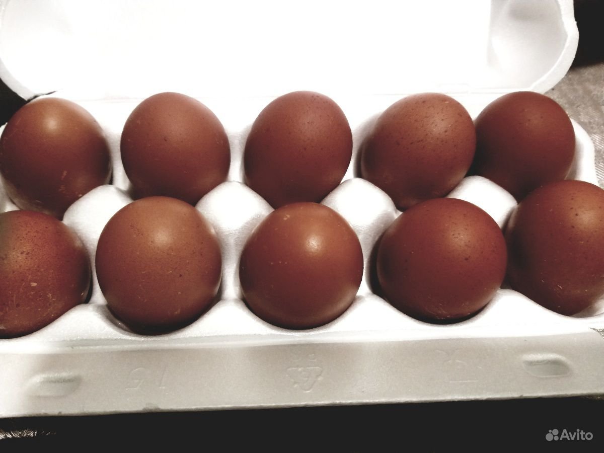 Инкубационное яйцо марана купить. Куры Маран черно медный. Маран черно медный. Цыплята Маран черно медный. Маран черно медный яйца.