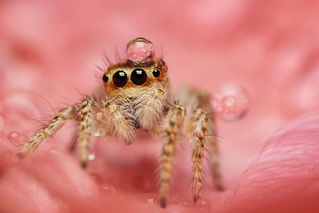 Скакунчик Тарантул