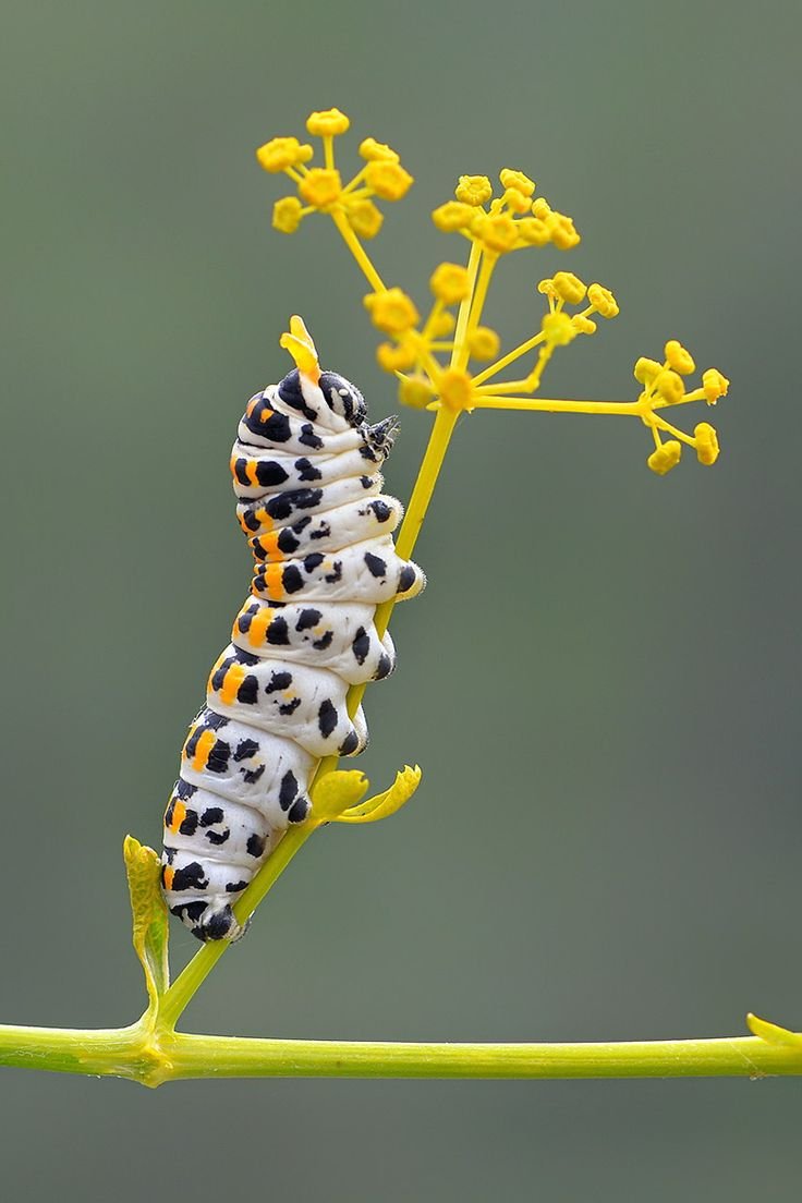 Животные и насекомые