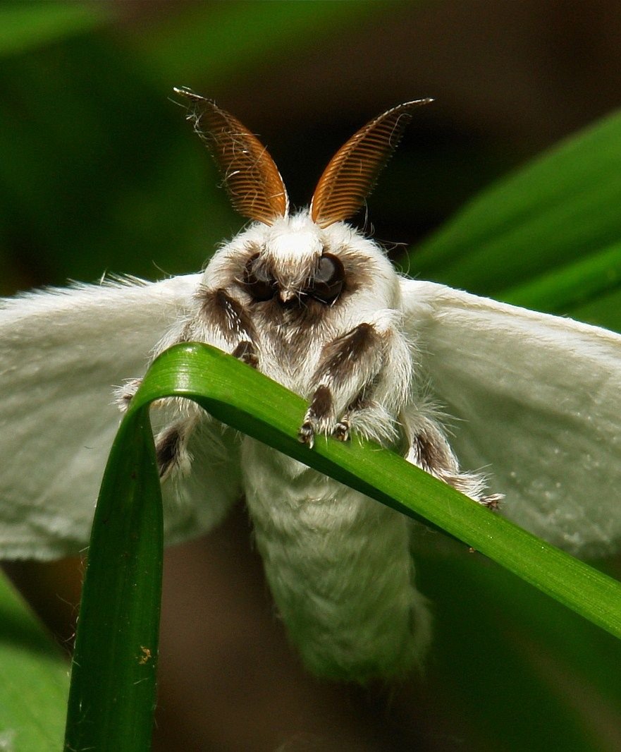 Винусуэльский пуделëвый матылëк