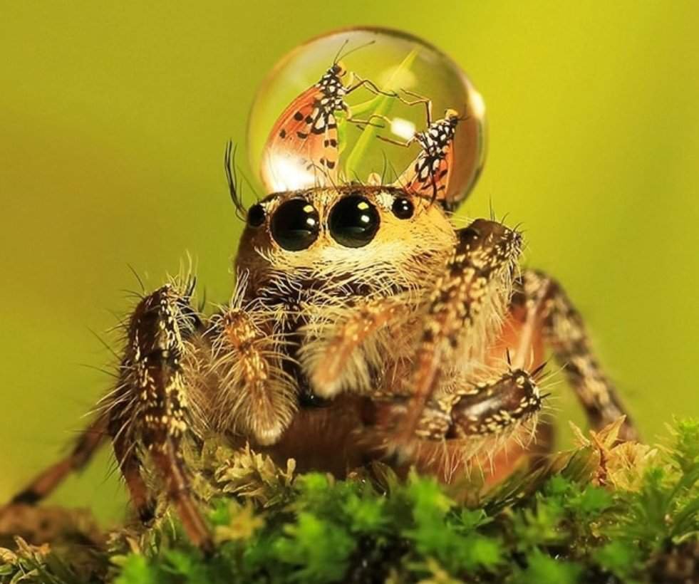 Паук скакунчик