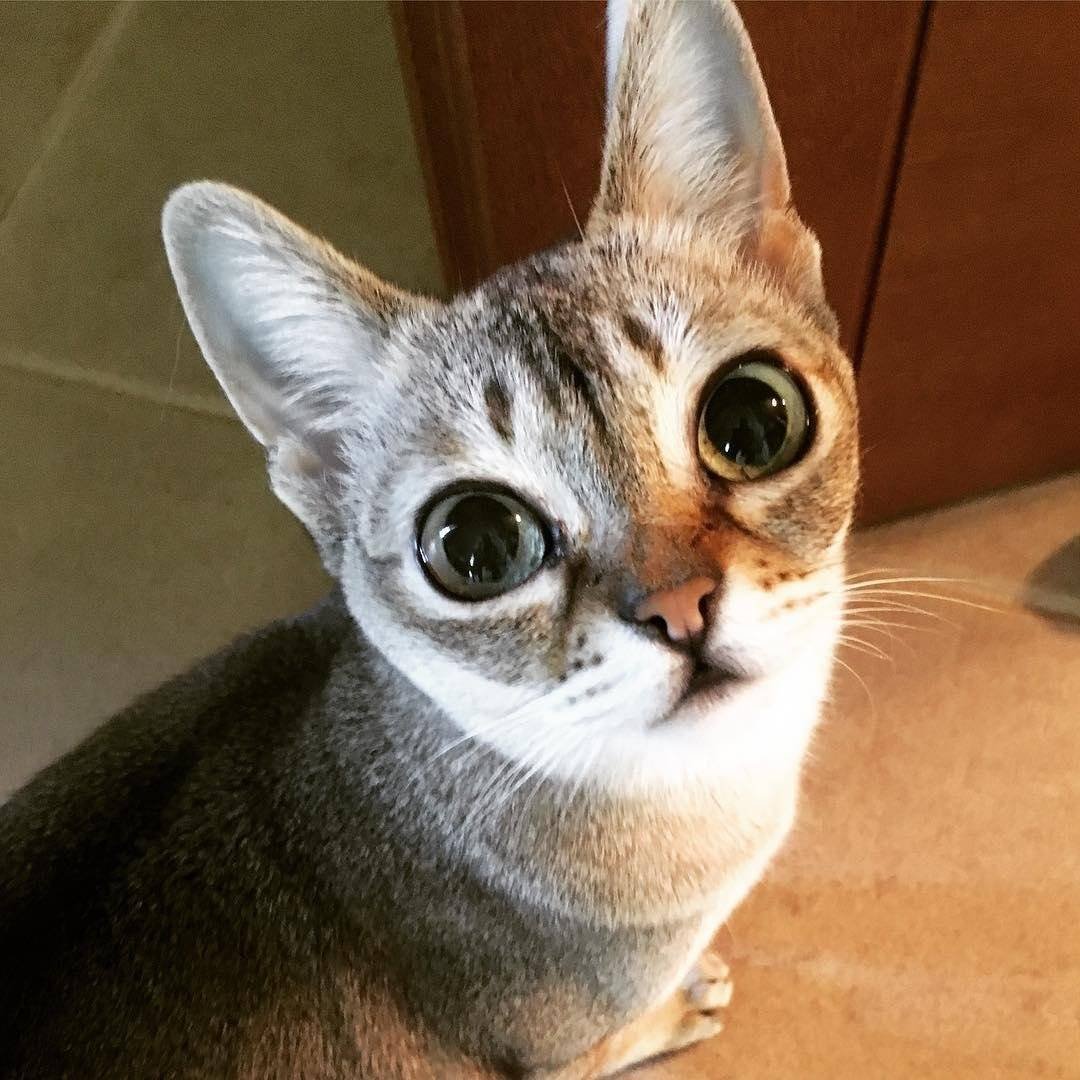 Кот с огромными глазами